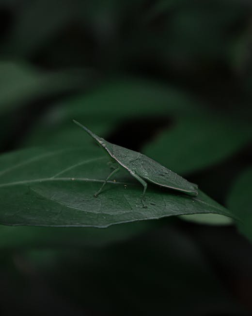 Close-up of a bright green butterfly resting on a large, smooth, dark green leaf with visible veins. The butterfly has delicate, elongated wings and a slender body, with tiny antennae extending from i