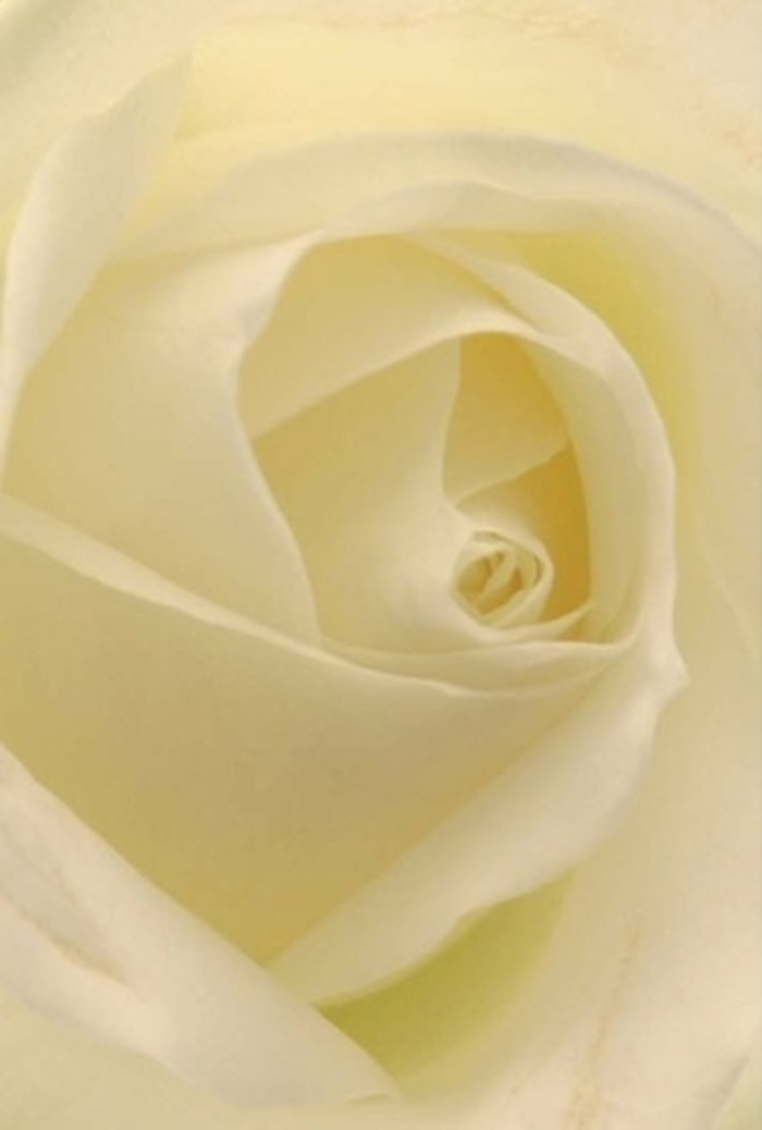 Gazing up close at this pristine cream rose from Florist Longford, one becomes enveloped by its air of sophistication and pure tranquility. The artistry is evident in every precisely layered petal-tones of white and buttery cream blend seamlessly, softened by the kind of sunlight that filters through village lanes and windows in Longford. Each petal is luminous, nearly glowing from within, as the natural gradient of the flower reveals subtle strength at its core. In this composition, elegance reigns-ideal for romantic gestures, apologies delivered with sincerity, or adding refinement to a special event. The near-flawless spiral at the centre evokes purity and quiet resilience, underscored by the gentle interplay of shadows and light that amplifies the bloom's inherent beauty. Though silent, you can almost sense a clean and calming floral scent, grounding the moment in serenity. This floral creation evokes not only the best of nature, but also the expertise of Longford's florists, who bring thoughtful care and tradition to every bouquet that graces homes, ceremonies, or memorials throughout the area.